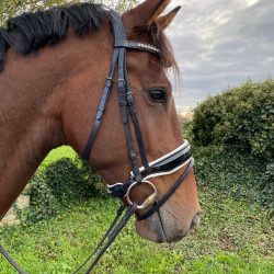 KM Snaffle Bridle
